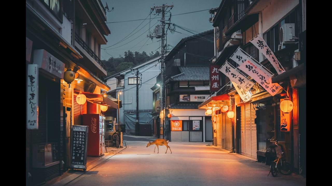 Japanese Night Walk 🎧 Calm Lofi Beats in a Quiet Street 🦌