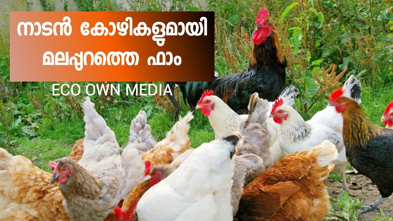 മലപ്പുറത്ത് നാടൻ കോഴികളും താറാവുകളും ആയി റാഫാസ് ഫാം [ ECO OWN MEDIA] Rafa's farm house