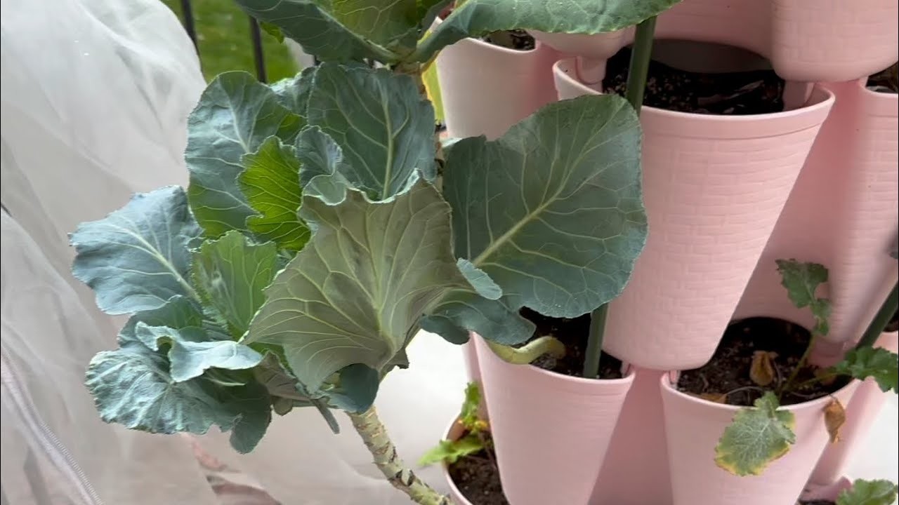 How to handle powdery mildew on collard greens?