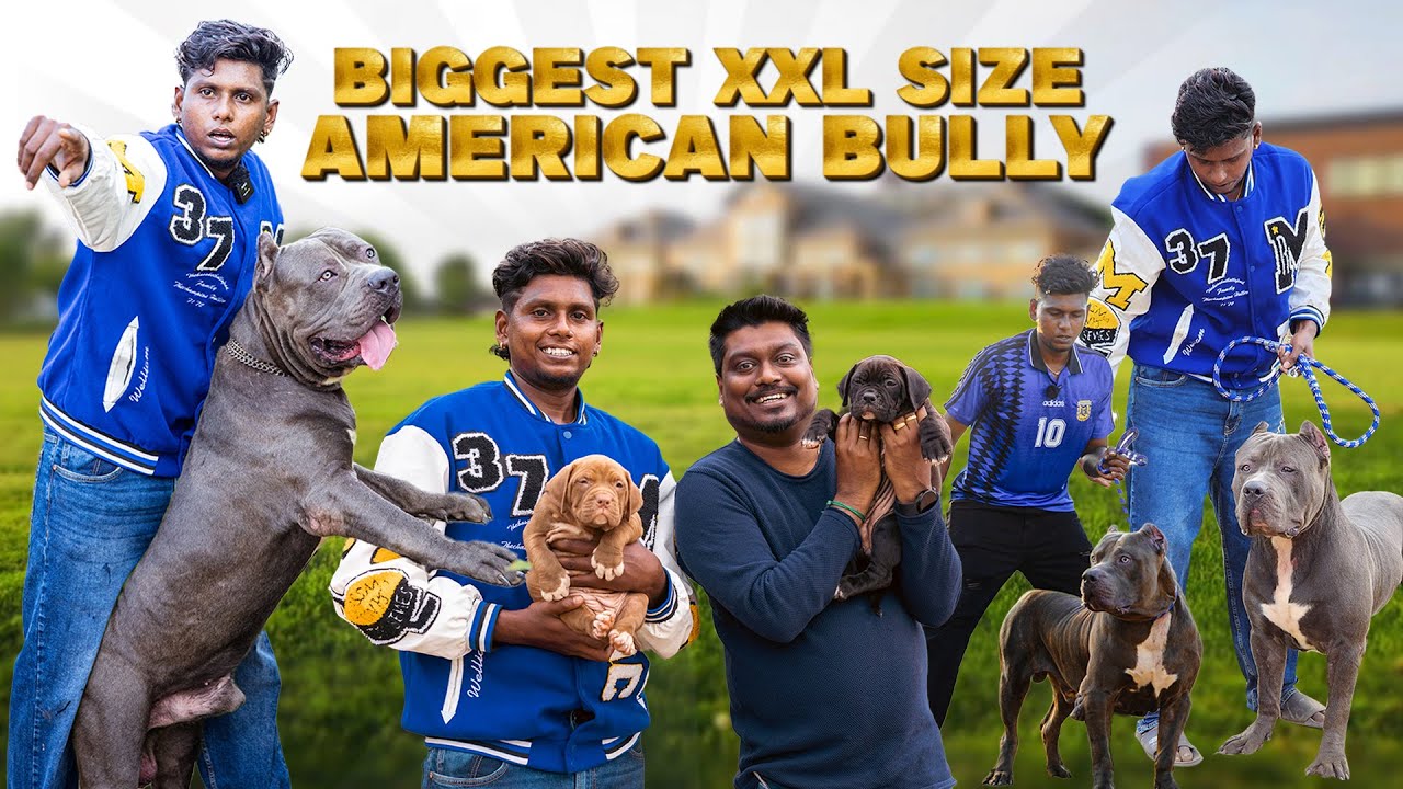 Biggest XXL American Bully in Tamil Nadu | Dog for Sale | XXL American Bully | Video Shop