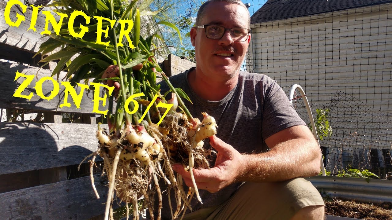 Will GINGER grow in Zone 6??
