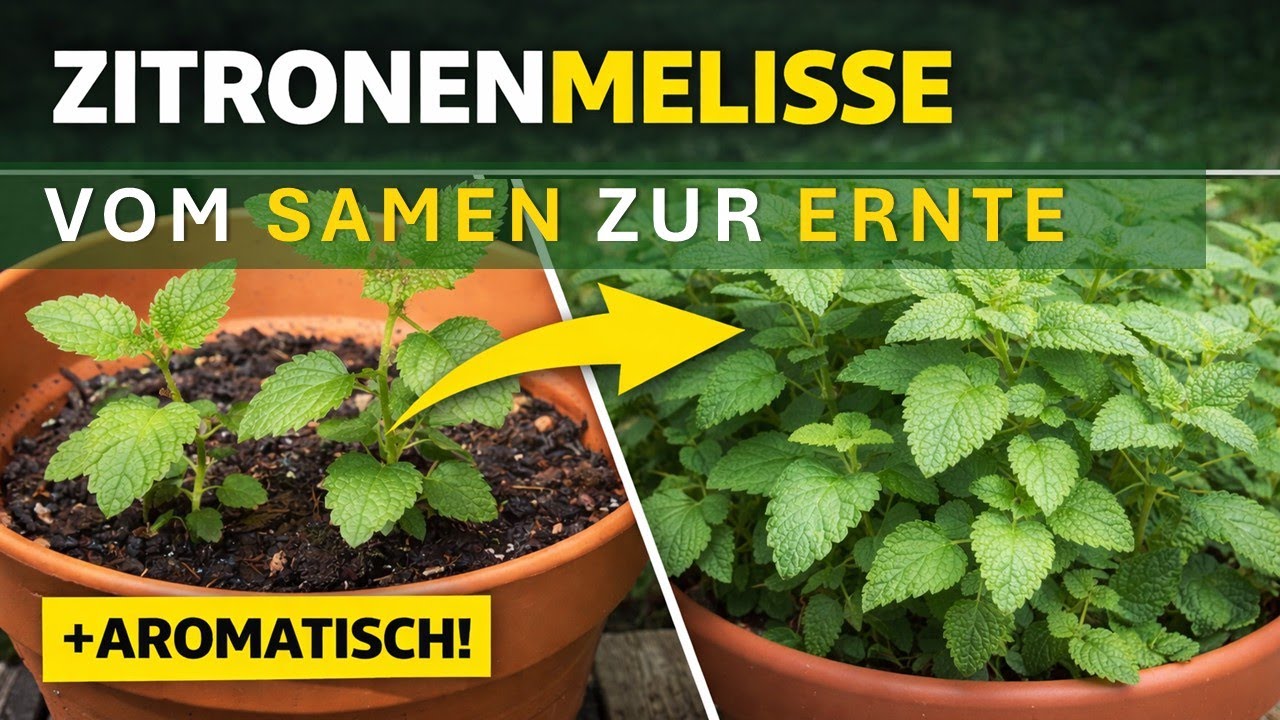 Zitronenmelisse im Topf: Von der Aussaat zur Ernte (Schritt-für-Schritt).