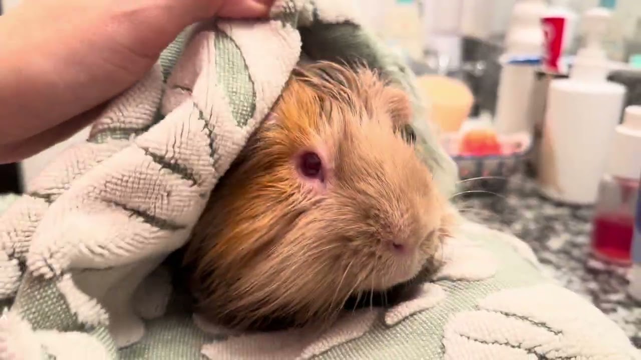 William just took a bath 🛁🫧🧽 #cute #guineapig 