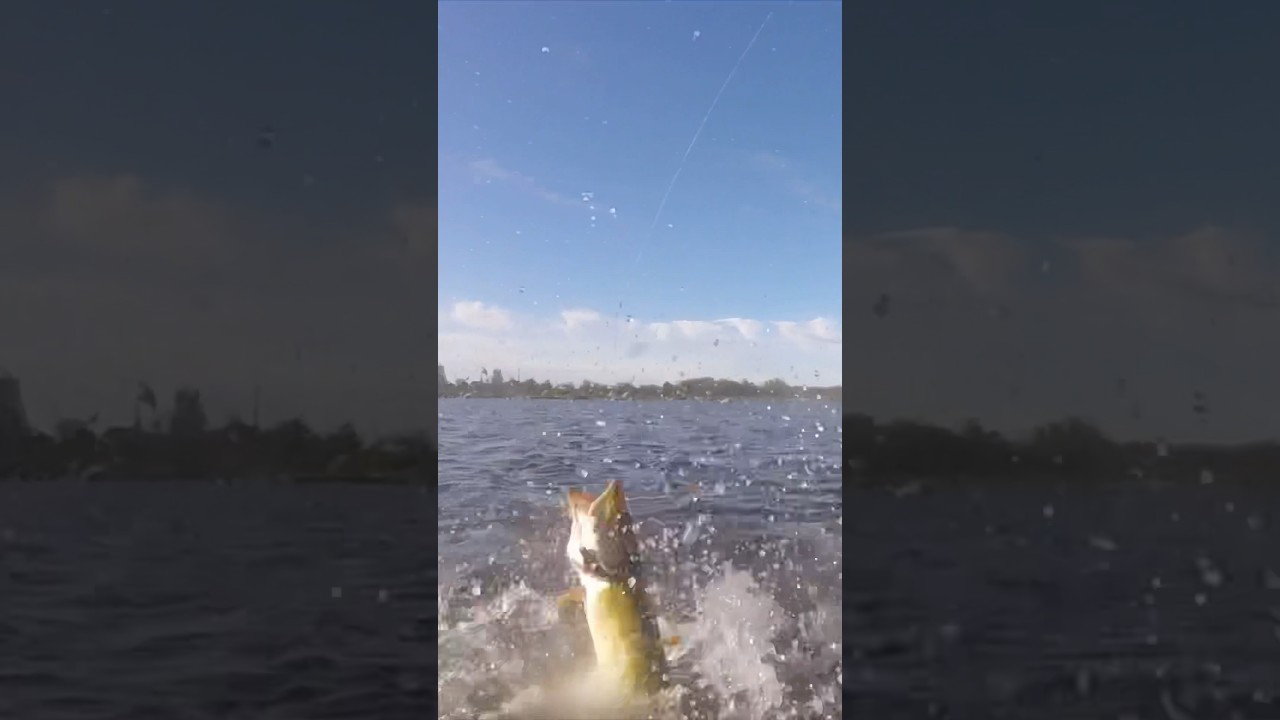 Fishing for super angry pike! 