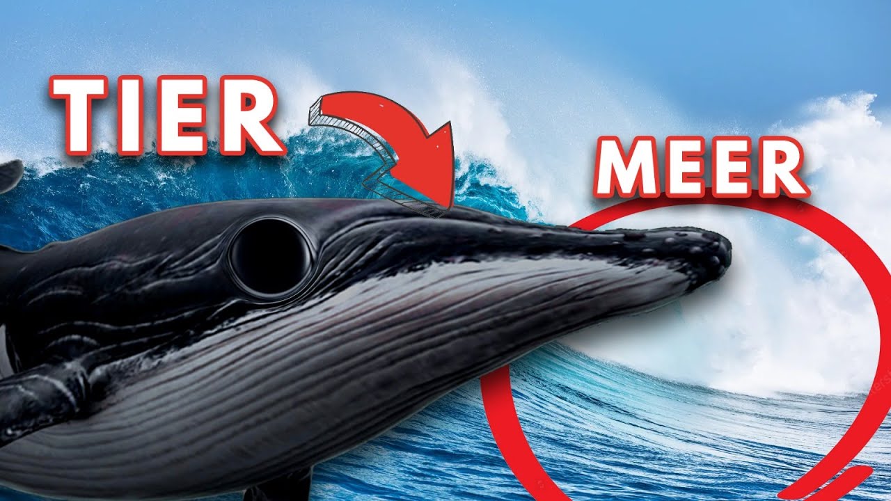 Youtube Kacke: Meerere Meerestiere