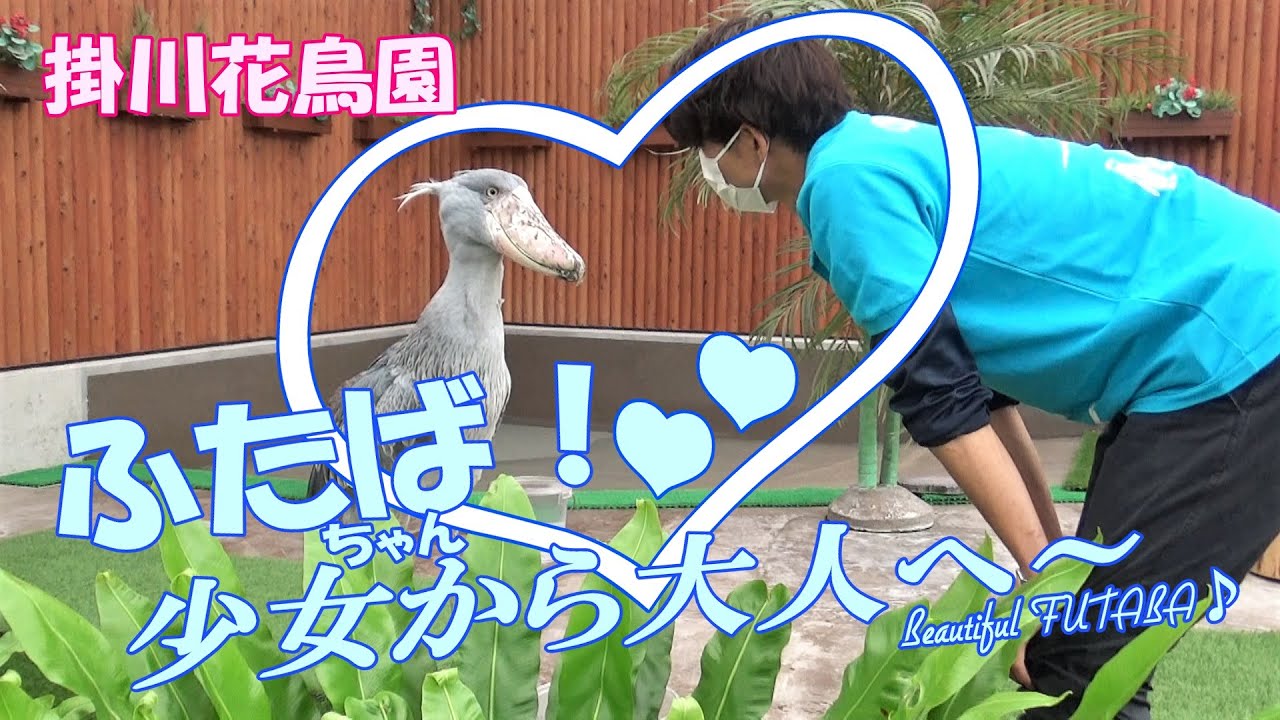 🐤掛川花鳥園🌺「🐣ふたばちゃん！🐥少女から大人へ～💗Beautiful FUTABA♪