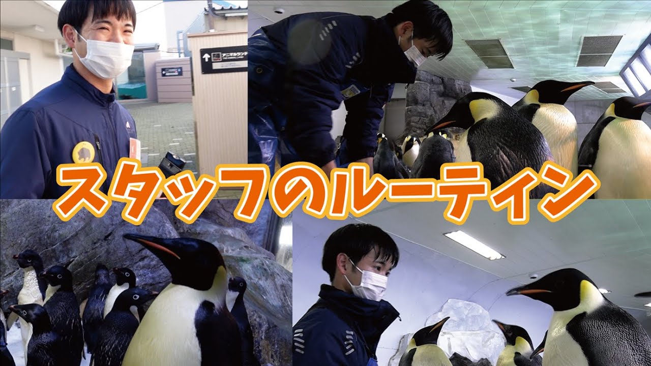 【ルーティン】新人ペンギン飼育スタッフのモーニングルーティン