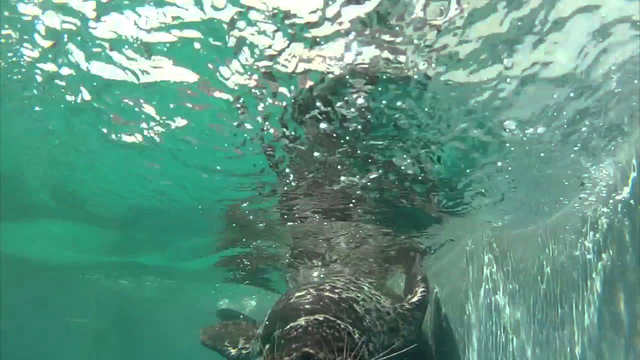 Pinniped Cognition and Sensory Systems Laboratory Thanks GoPro