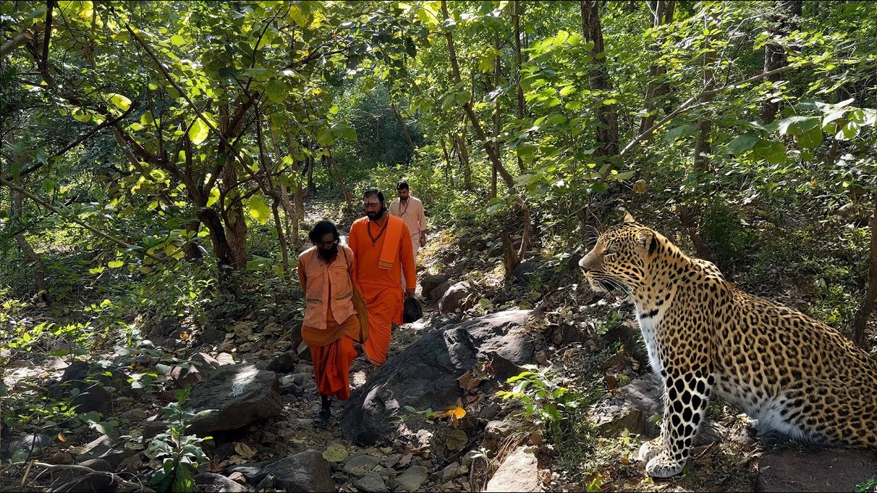 जहाँ जंगल है, जंगली जानवर हैं और संत निर्भय हैं | Giranar यात्रा Jangale Janavar Or Sant nirbhay 