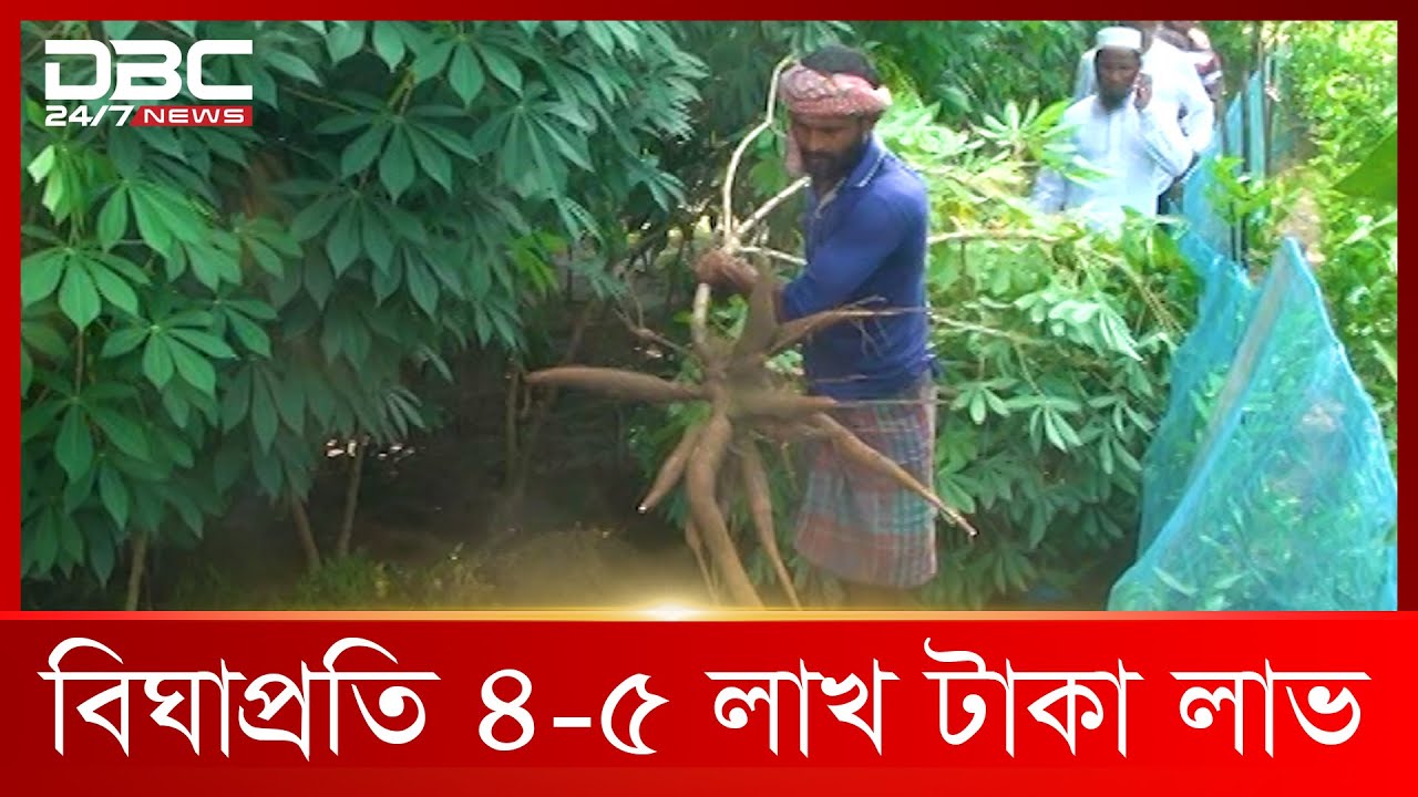 ভাতের বিকল্প কাসাভা চাষ হচ্ছে পঞ্চগড়ে | DBC News Special