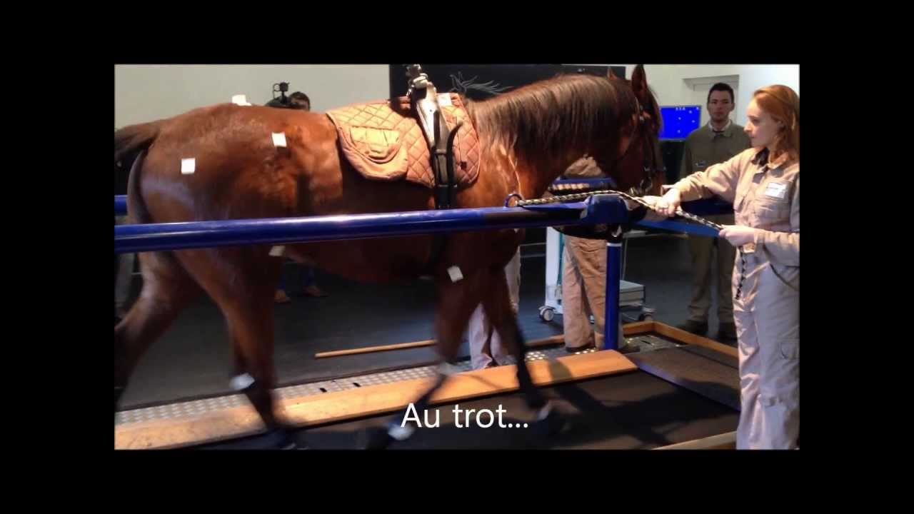 Le Cirale, un centre de pointe pour l'orthopédie et la médecine sportive du Cheval