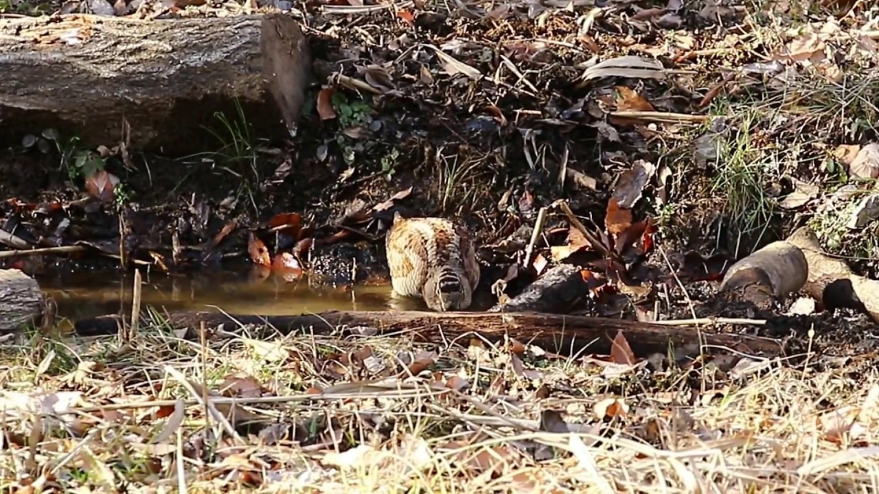 EurasianWoodcock