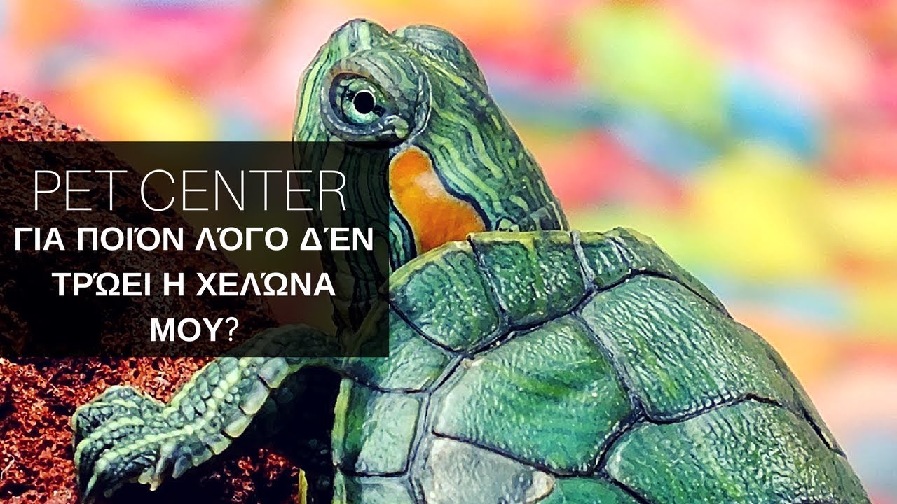 PET CENTER Για ποιόν λόγο δέν τρώει η χελώνα μου?