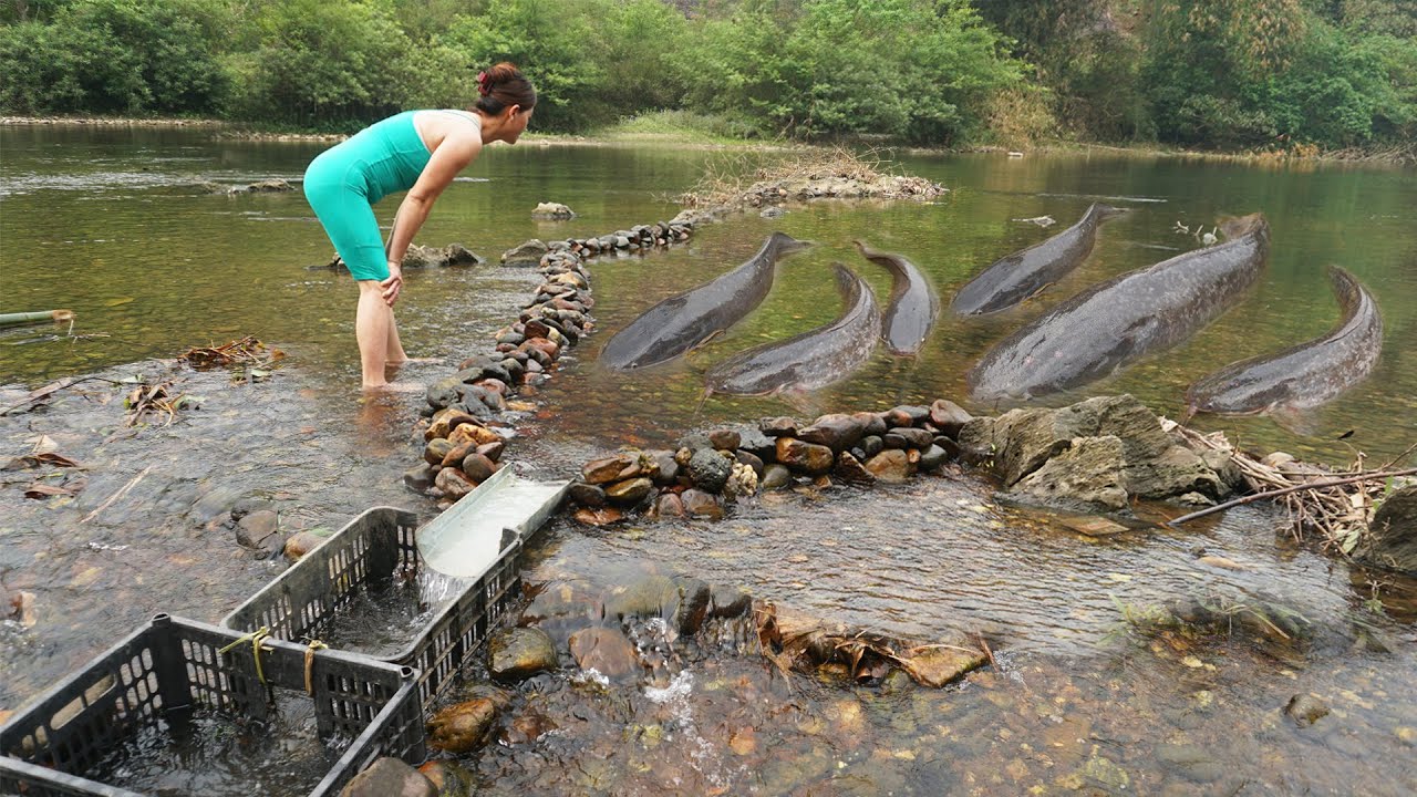 Unique Fishing: Smart village girl build fish trap with many stone catch big catfish