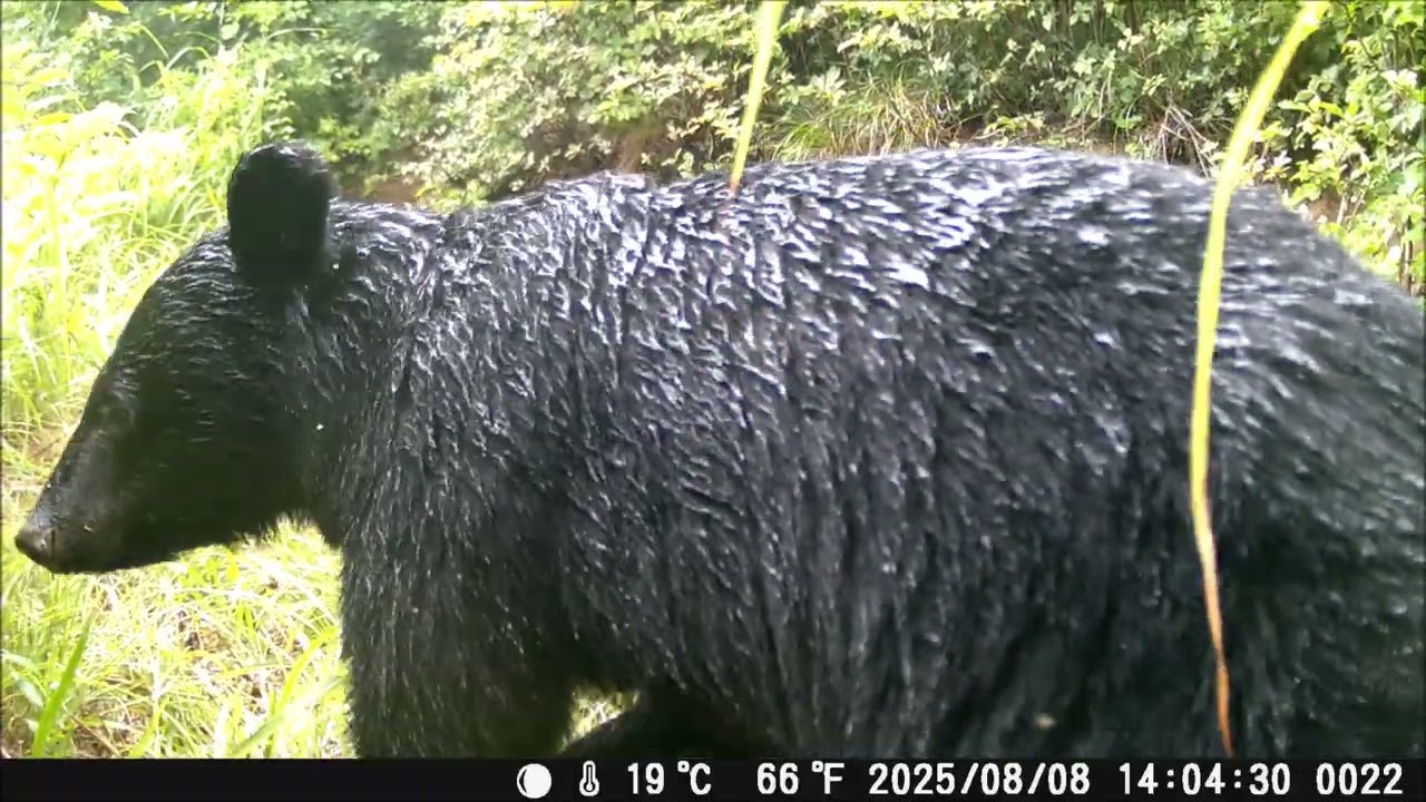 The Year of the Bear