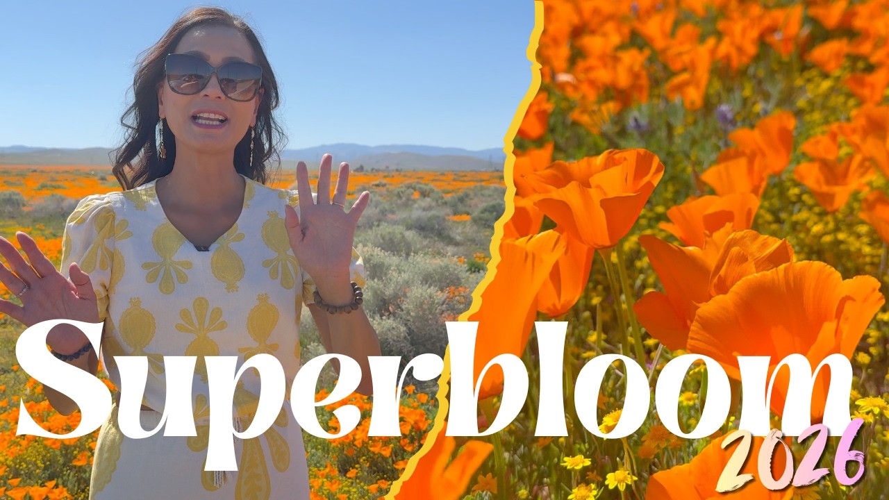 Chasing SuperBloom 2026. Wild Flowers Everywhere. Mother Nature's Displays of Brilliant Colors!