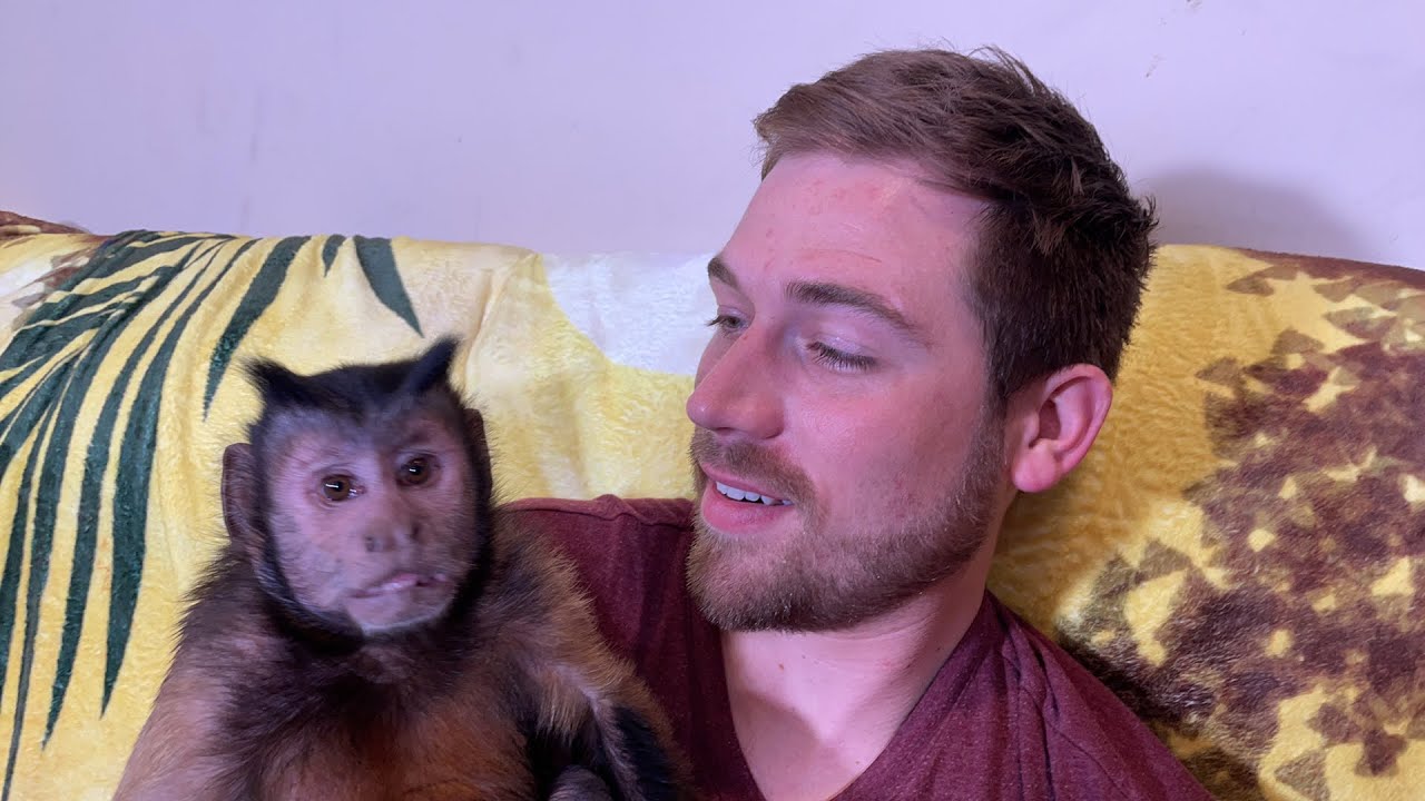 Весёлые обезьянки-капуцины! ПРЯМАЯ ТРАНСЛЯЦИЯ. (MonkeyBoo и Тай Мосс)