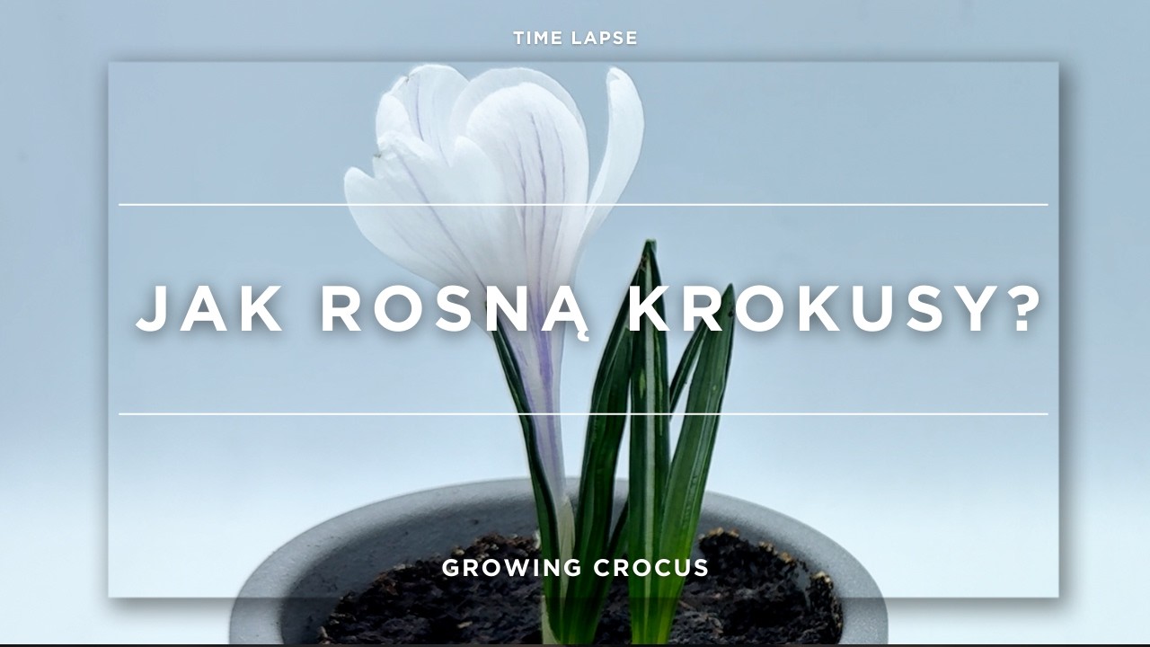 Jak rosną krokusy? | TIME LAPSE | Growing white crocus