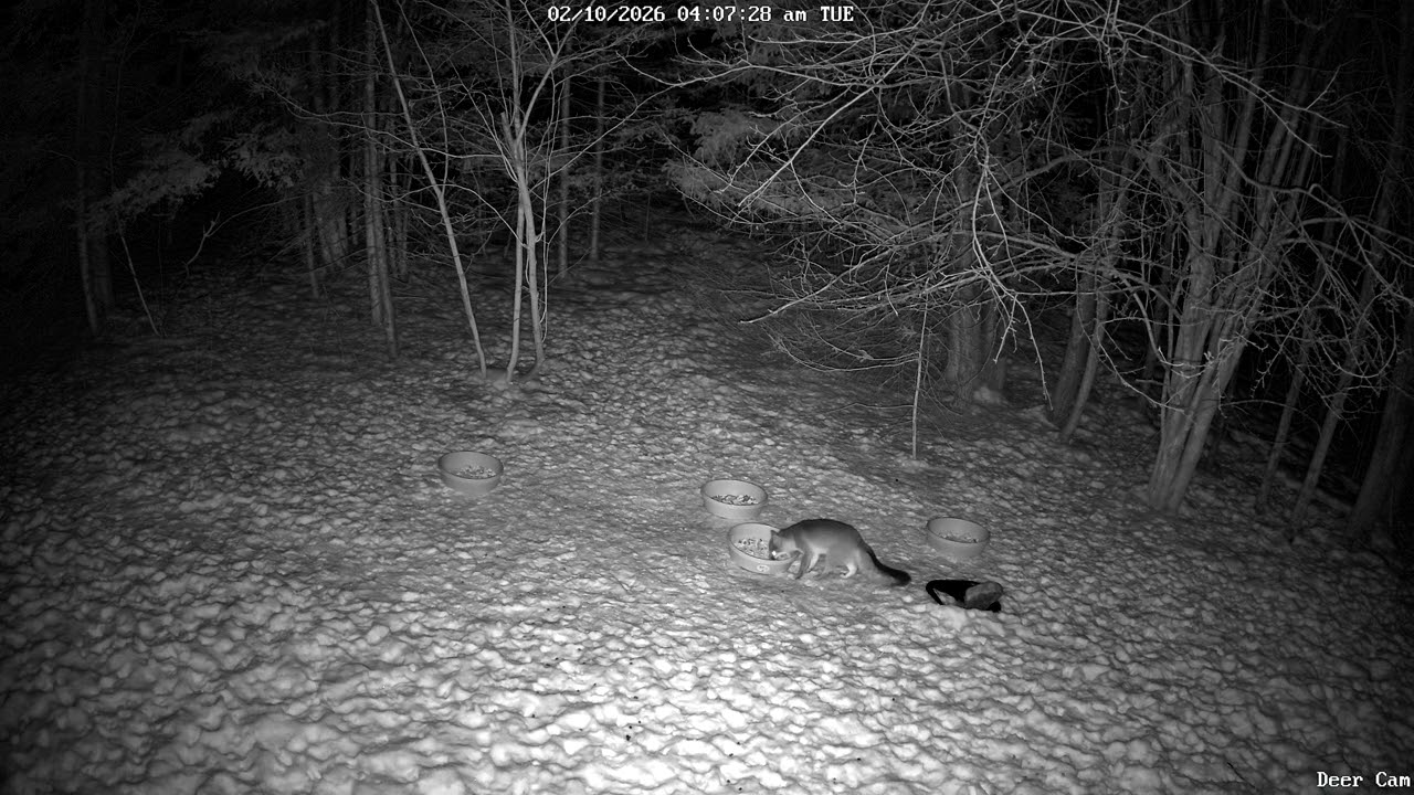 Red Fox 2-10-2026 4:02 AM