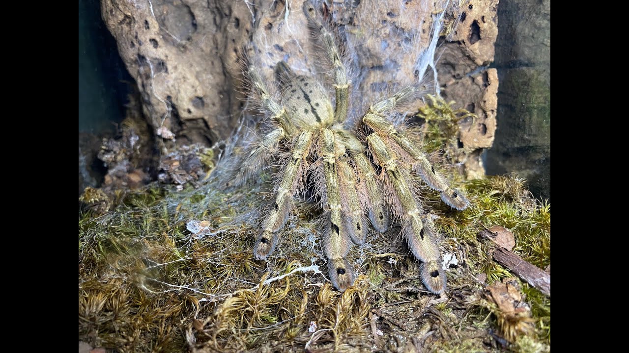 Stromatapelma calciatum, the Feather leg Baboon egg sack removal and rehouse