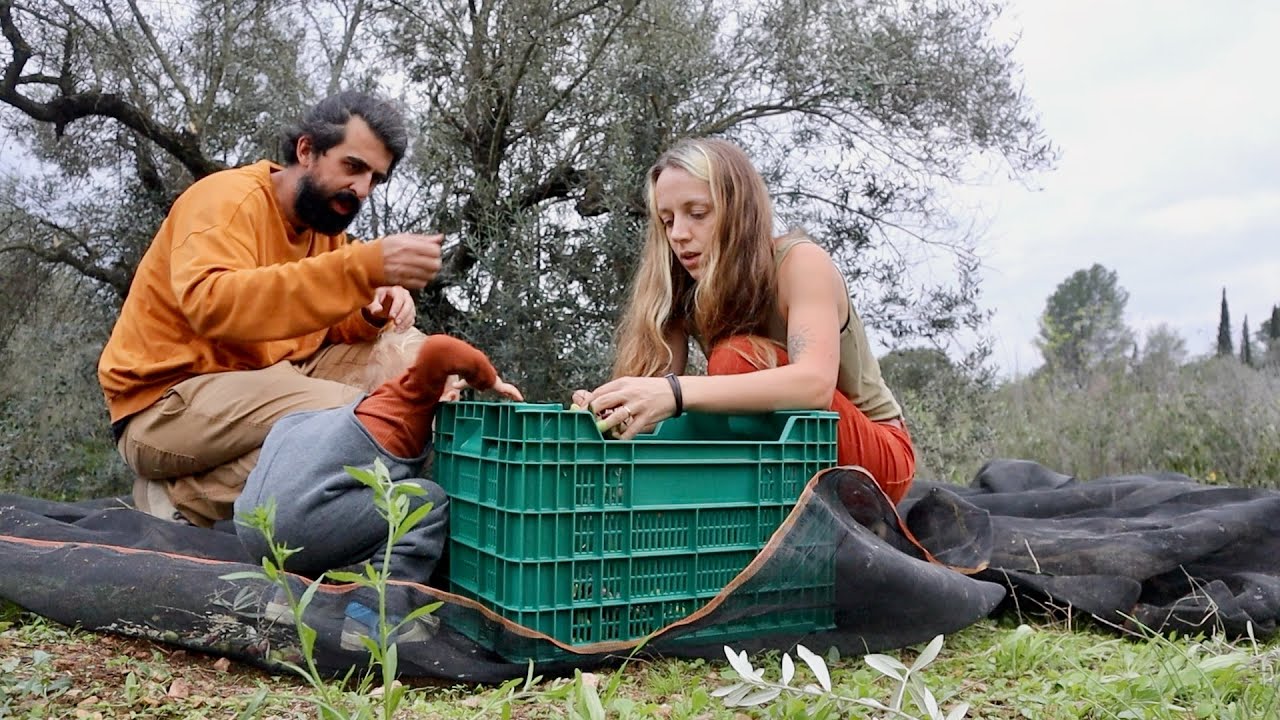 Winter Days Restoring a Small Family Farm in Spain - Harvesting Olive Oil for the Year!
