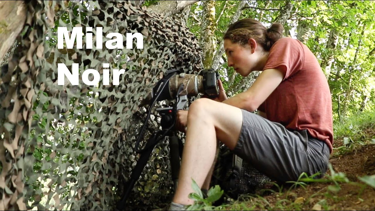 Jeune rapace au nid (milan noir)