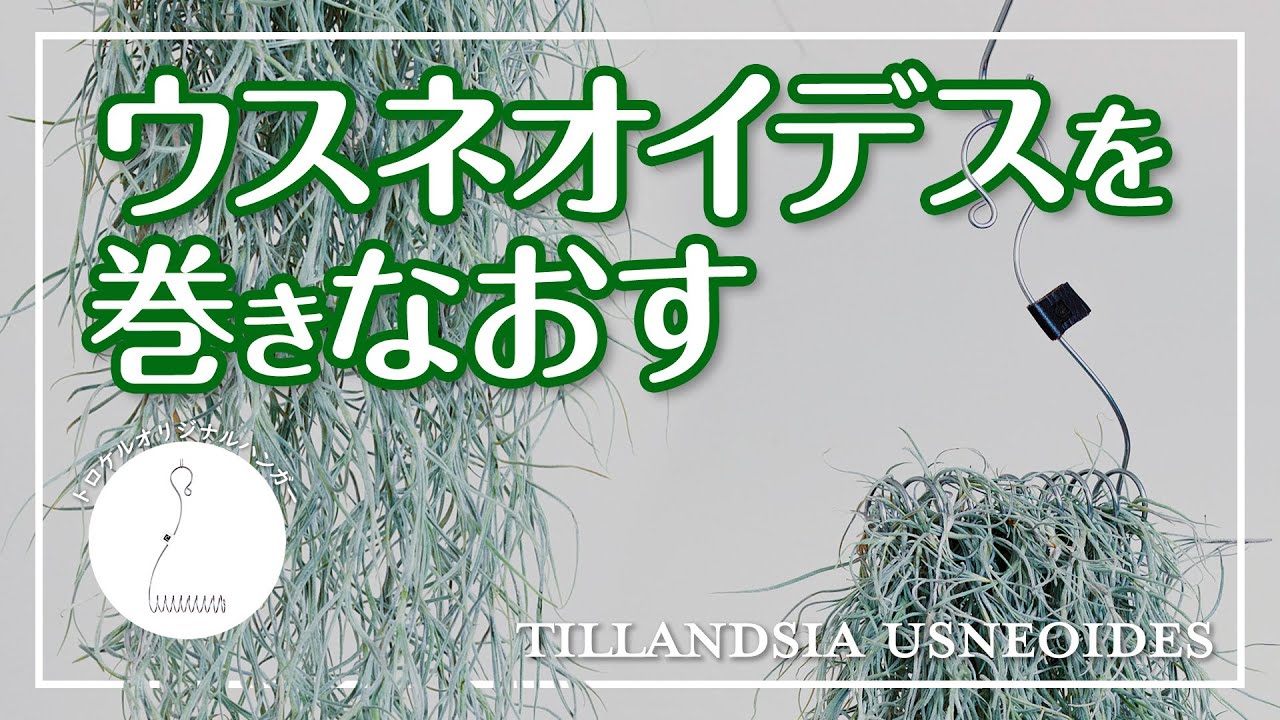【ウスネオイデスをハンガーでおしゃれに育てる】もう枯らさない！エアプランツを育てやすく、おしゃれに飾るワイヤーハンガー[Tillandsia usneoides hanging]