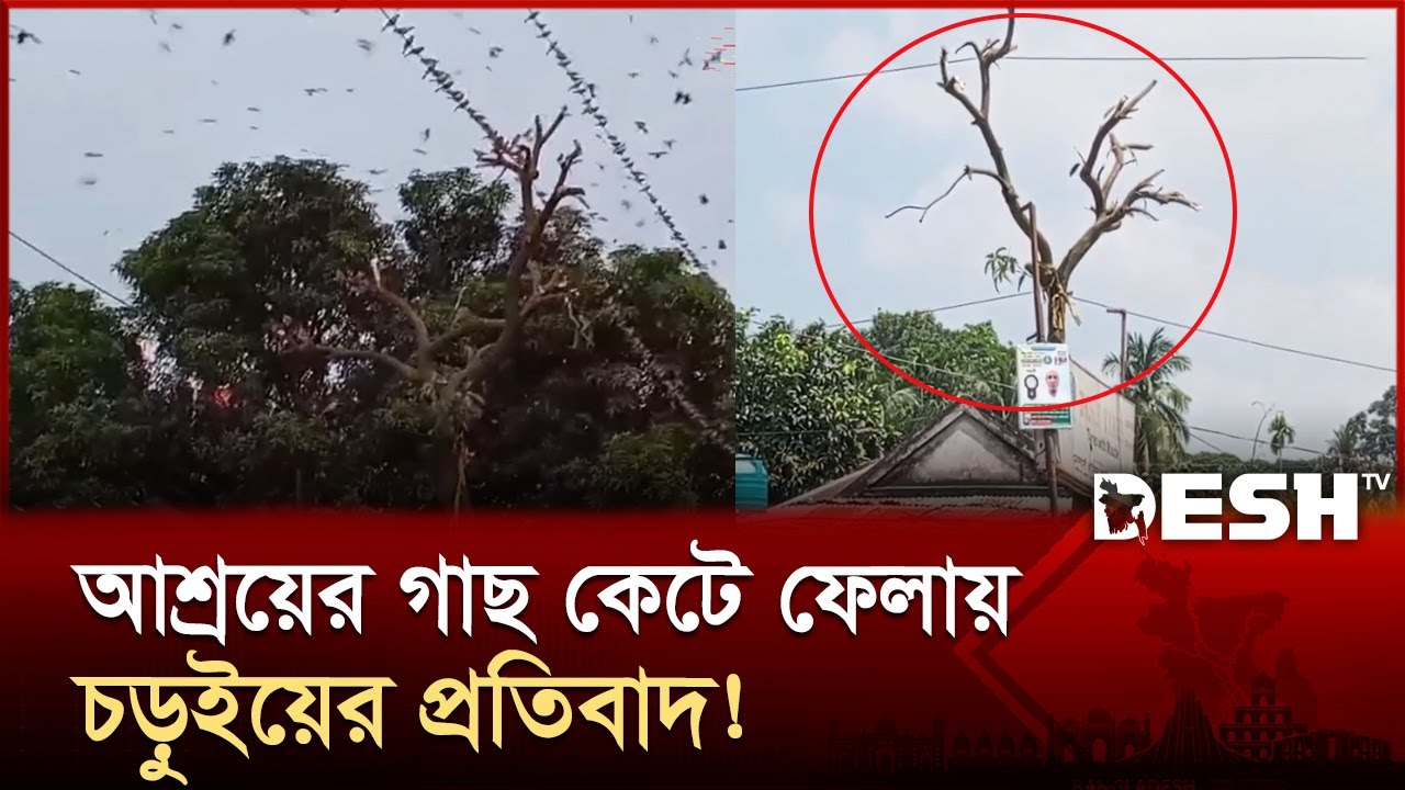 আবাসস্থল নষ্ট করায় প্রতিবাদ হাজার হাজার চড়ুই পাখির! | Narail | Desh TV