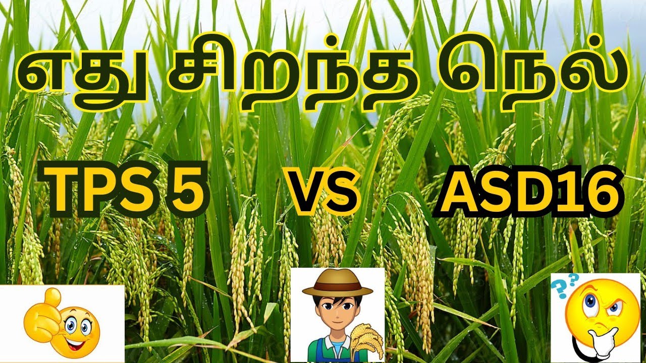 TPS 5 vs ASD 16 PADDY TAMIL #tamil #paddy #thanjavur #pudukkottai #trichy #cuddalore @NAAMUZHAVAN