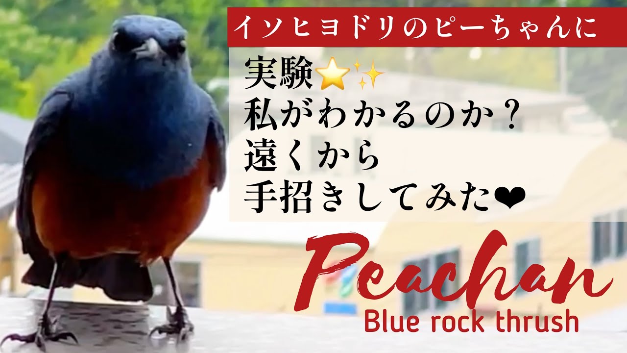 遠くから手招きしてみたらイソヒヨドリのピーちゃんは気づくのか？新たな新芽も🌱Blue rock thrush