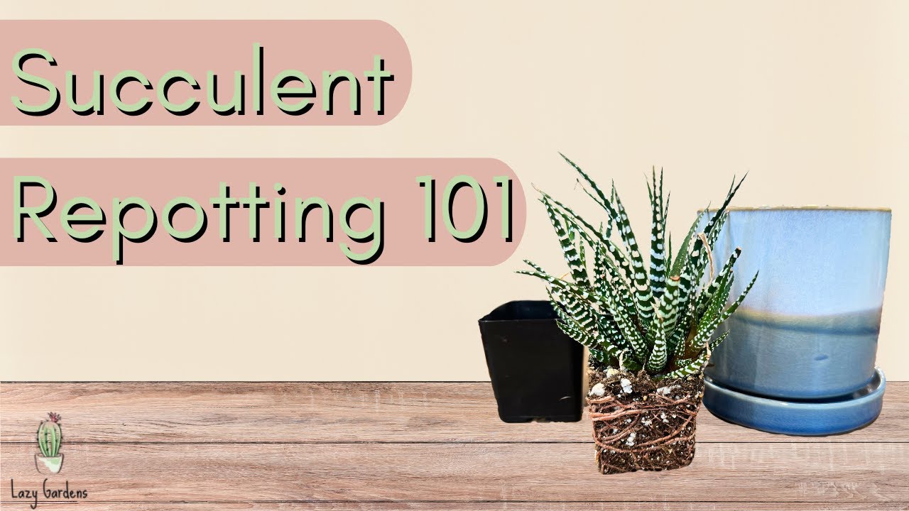 Succulent Repotting 101: A Step-by-Step Guide on How to Repot Succulents
