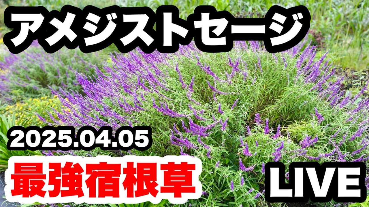 ◆最強【アメジストセージ】芽吹の『切り戻し』LIVE的な…
