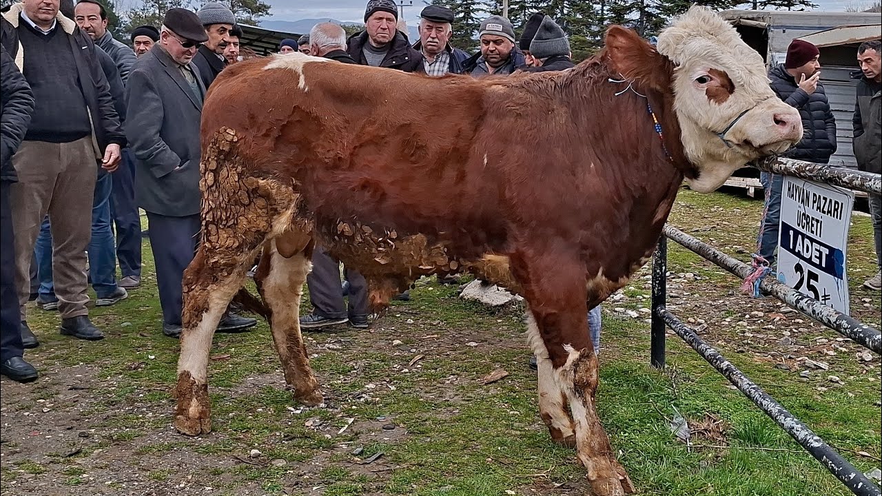 #CANLI #HAYVAN  #PAZARI #KASTAMONU #TAŞKÖPRÜ