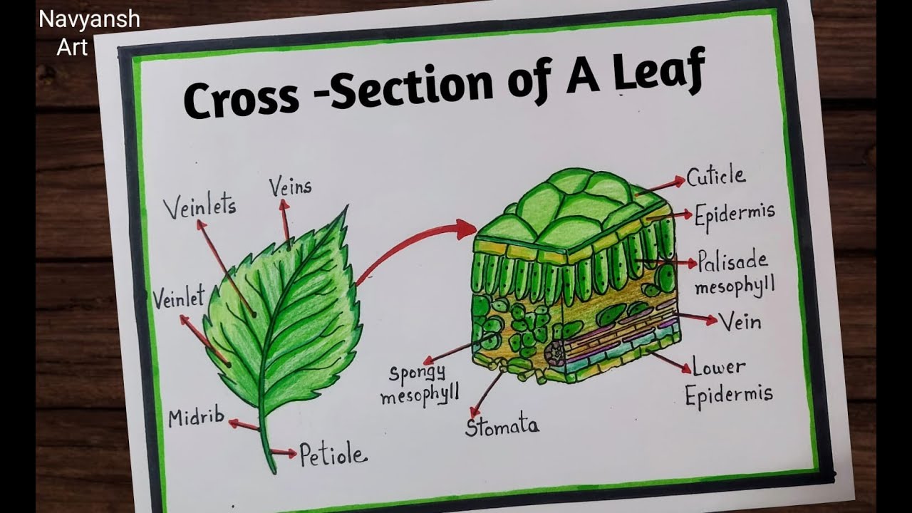 Cross Section of a Leaf diagram / How to draw Internal Structure of a leaf diagram / Leaf Anatomy