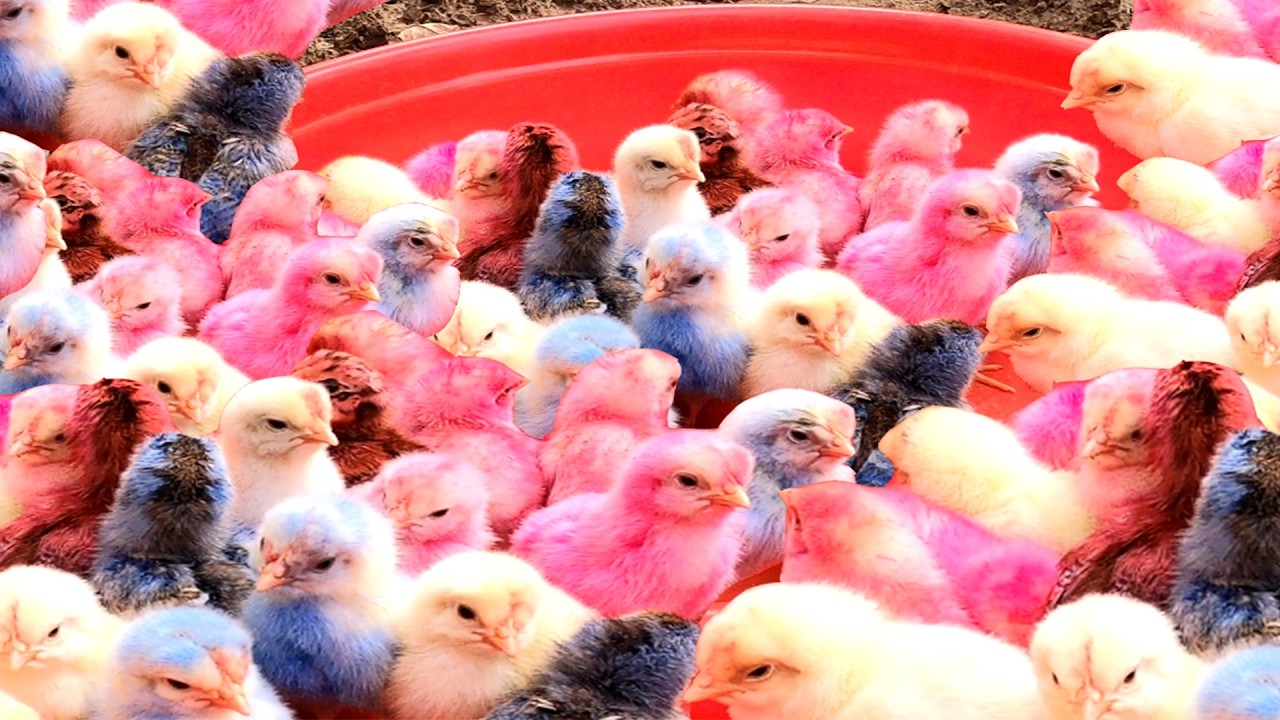 Top 10 Video Catch Animal, Cute Duck, Colorful Chickens, Rainbow Chickens, Animal Care 💦💦💜💙💚💕💕.