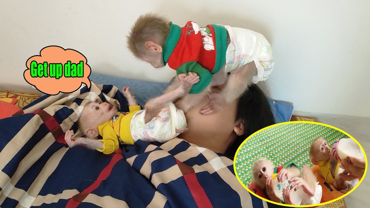 The funny couple Rocky and Ricky broke Dad's sleep just to drink milk