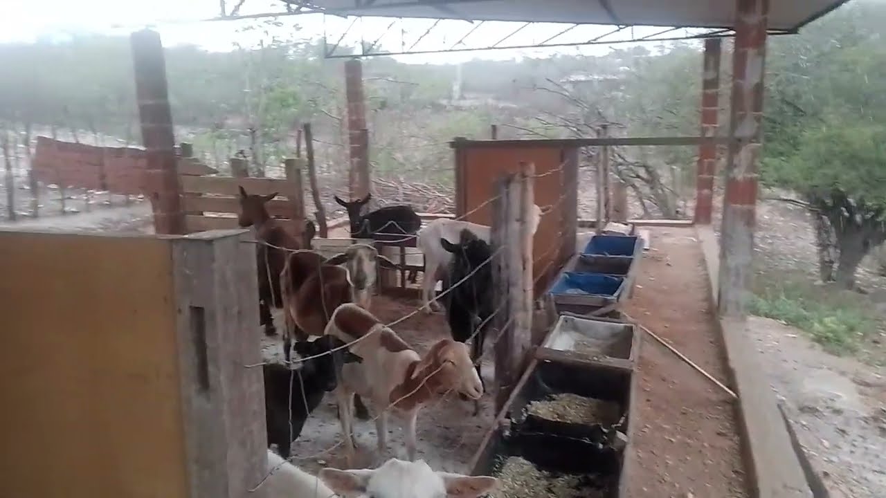 Segunda chuva  de 2026 na serra verde RN