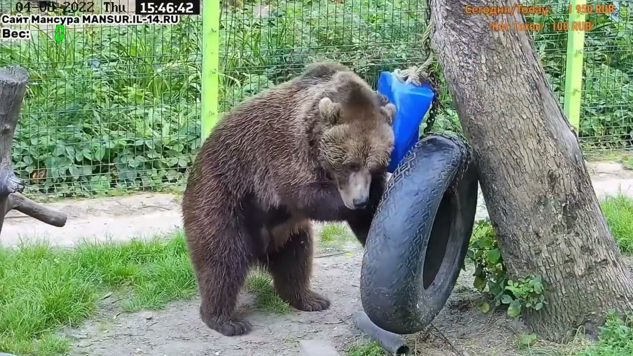Медведь Мансур - Mansur the Bear (Медвежья разминка)