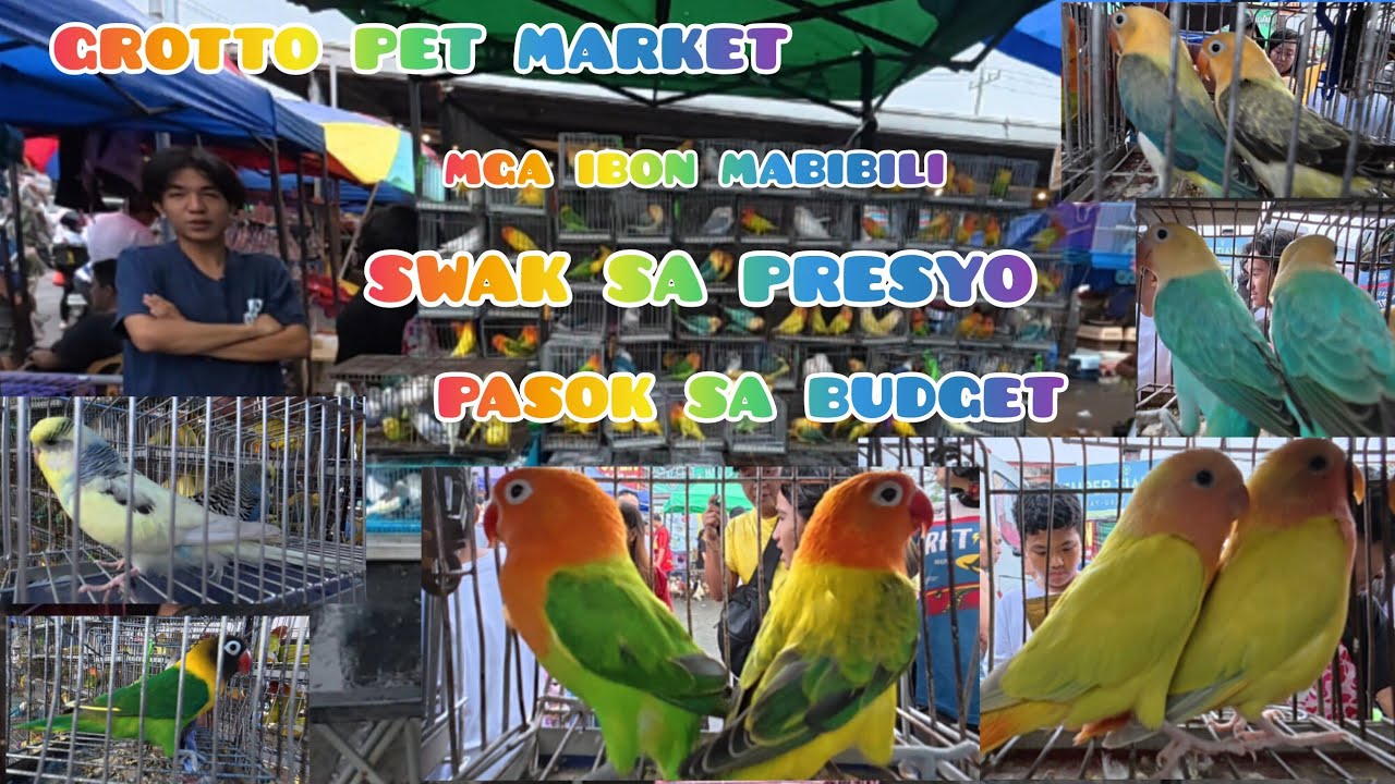 ep# 249 Grotto pet market. mga ibon mabibili swak sa preyo pasok sa budget. at marami pang iba.