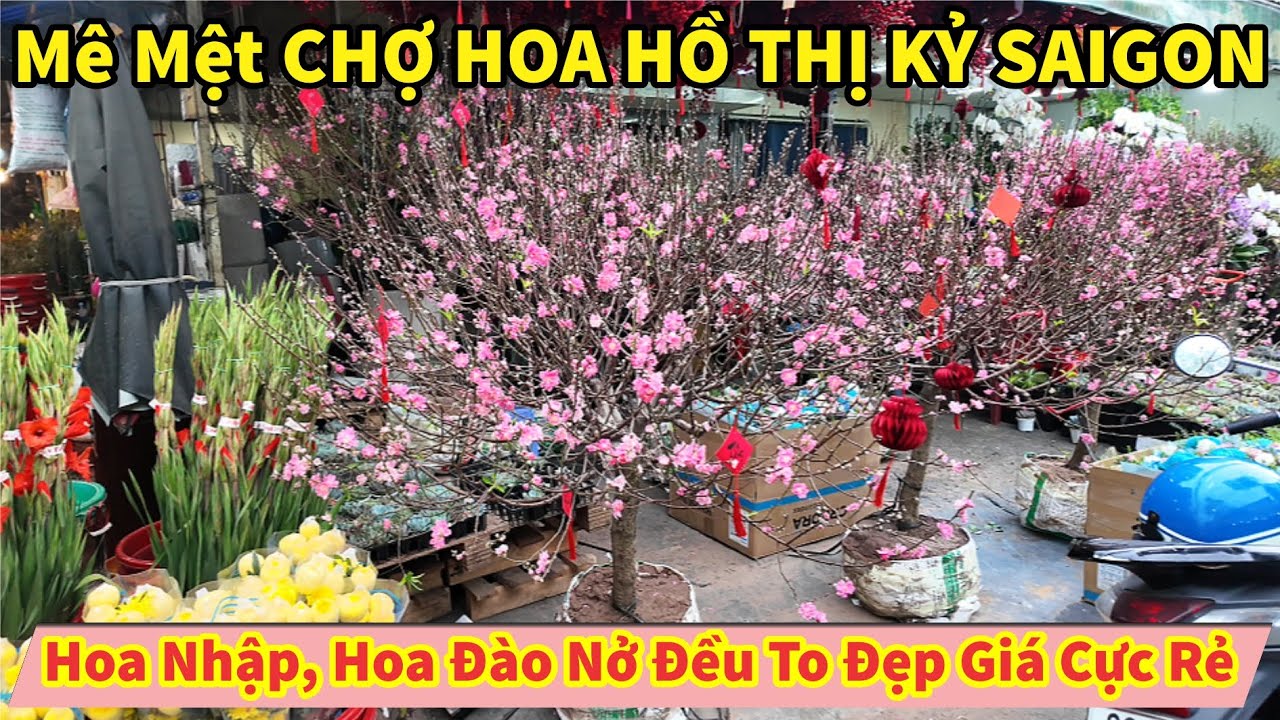 Mê Mệt CHỢ HOA HỒ THỊ KỶ SAIGON Hoa Đào Nở Đều To Đẹp Giá Cực Rẻ