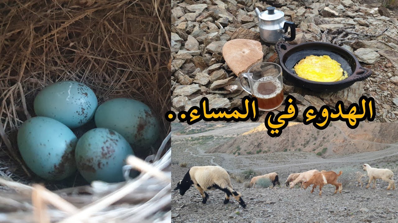 الهدوء في المساء وأنا راعي الغنم في جبال أيت وياغر..نواحي الحسيمة