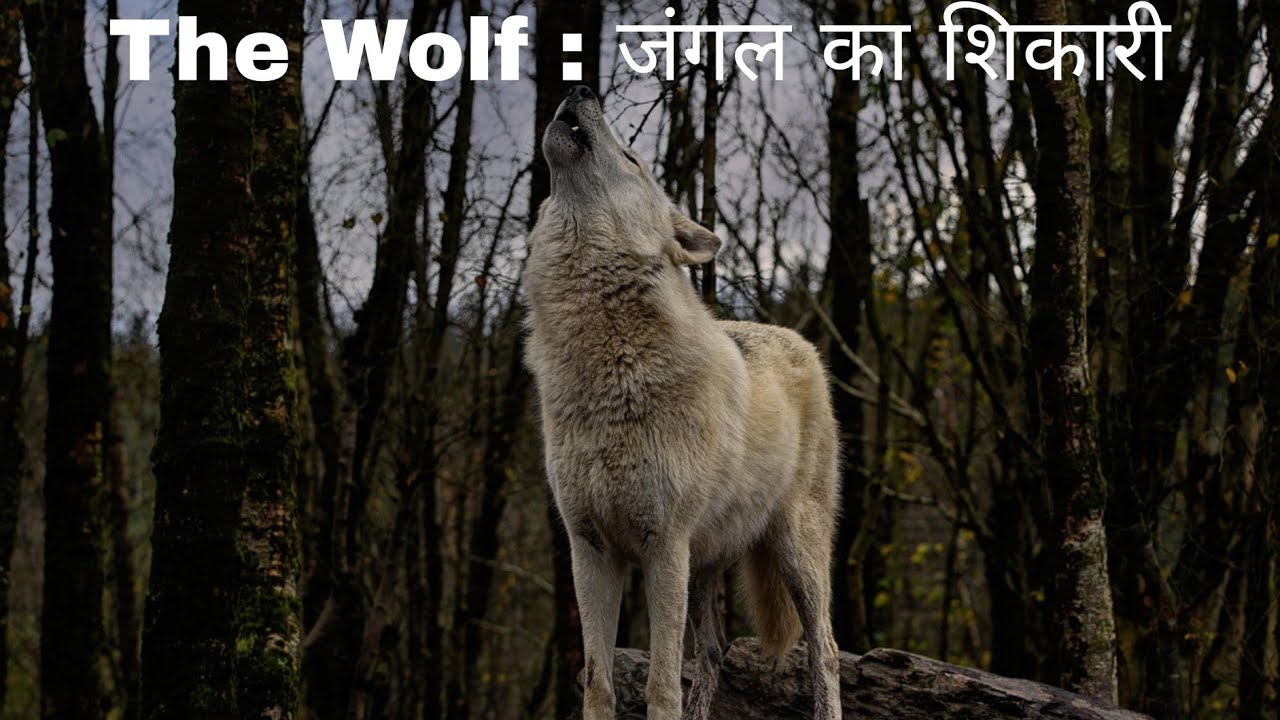 The Wolf : Hunter of the Forest ( जंगल का शिकारी )