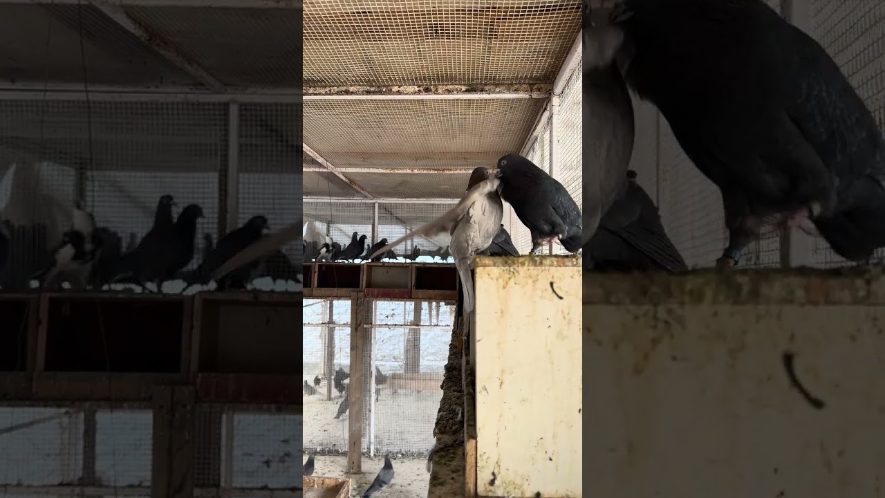 ٢ فبراير، ٢٠٢٦