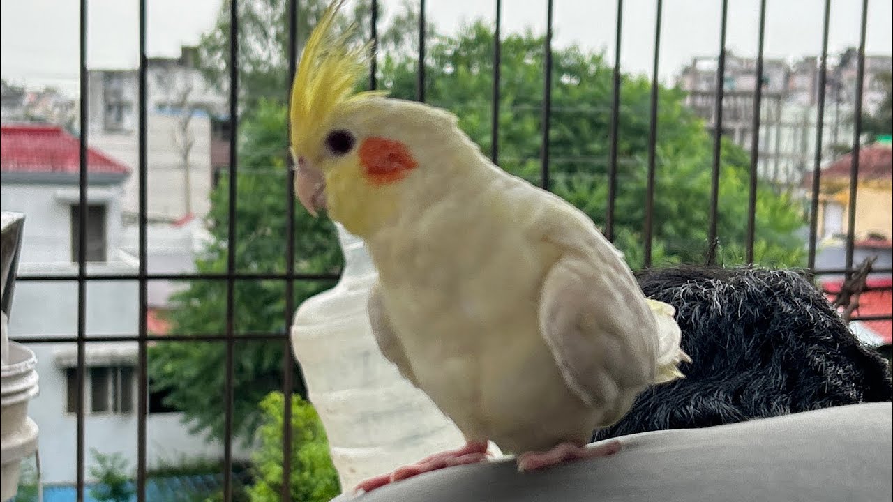 Dinner  time 🐥🐥🐥🐥🐥