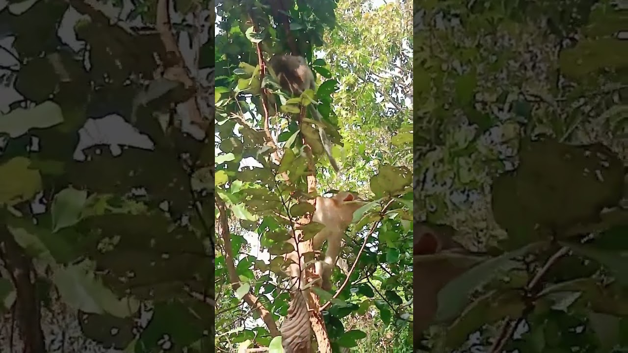 Monkey Daily Show #monkeyaction #monkeytime #monkey