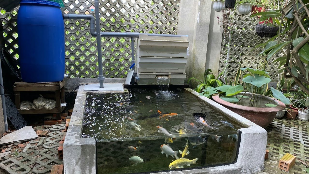 Hồ Cá Koi Đẹp - 1 Ngăn Lắng + Thùng 200l + Bakki Nước Siêu Trong.Hồ Em Đức ở Củ Chi.😊😊😊😊
