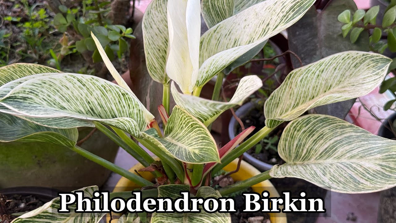 Philodendron birkin সম্পূর্ণ সঠিক পরিচর্যা দারুণ হবে গাছ । Indoor Gardening Tips & Tricks 