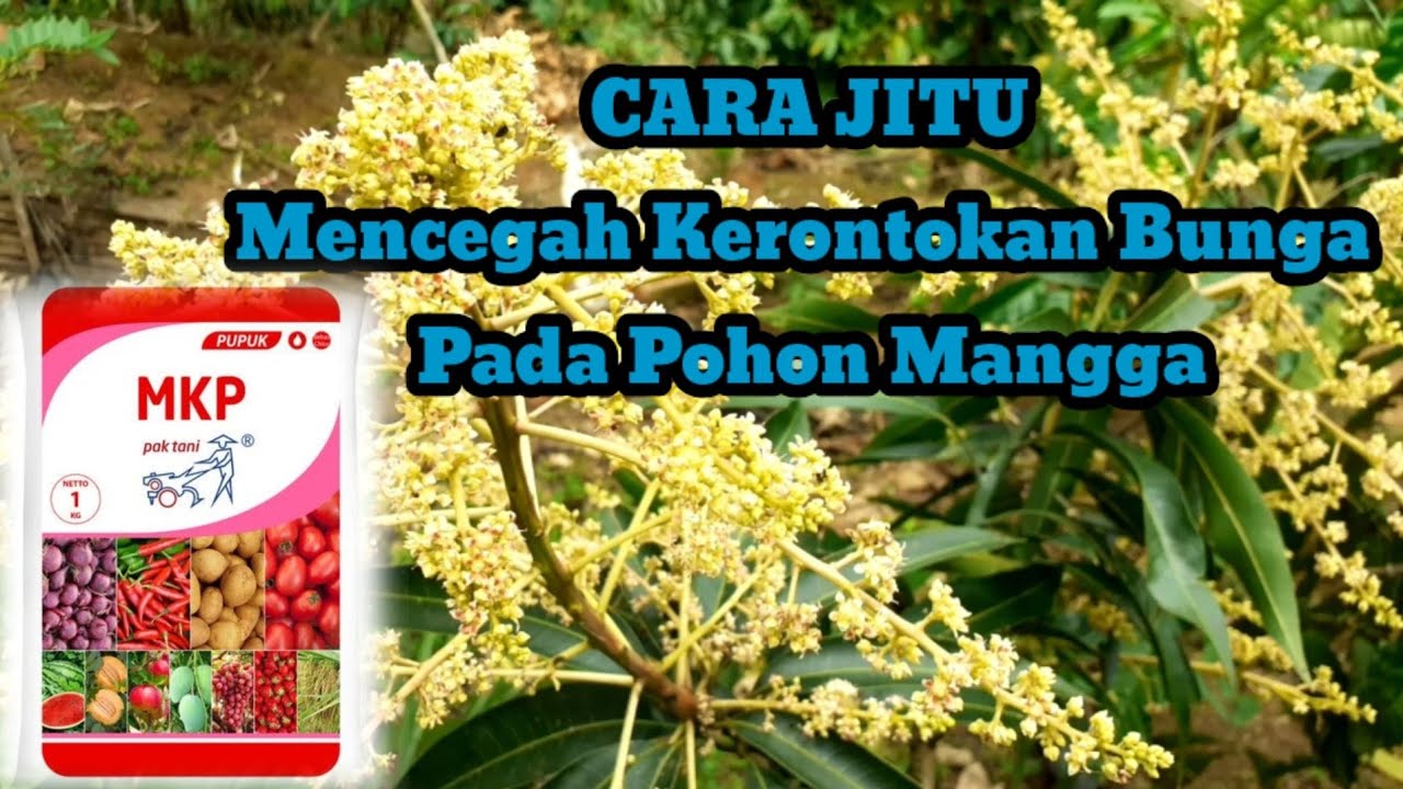 cara mengatasi bunga mangga agar tidak rontok @PenyuluhPertanianLapangan