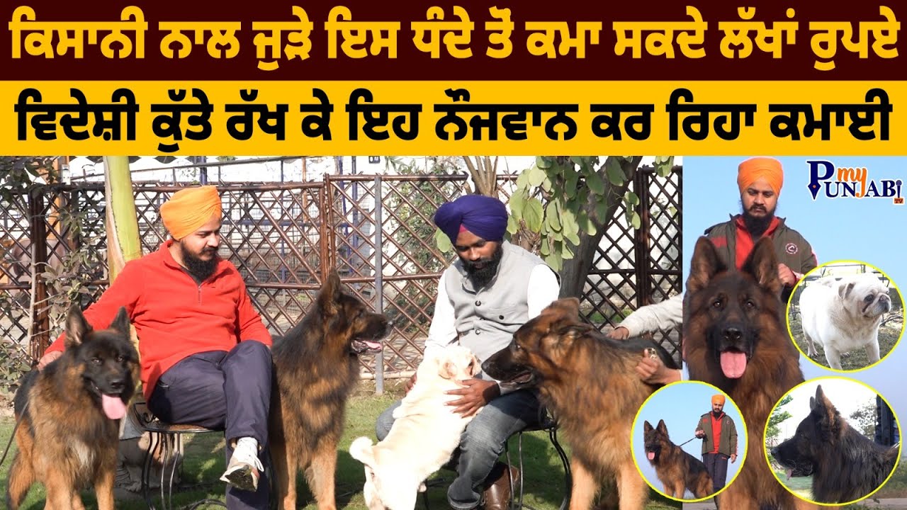 ਕਿਸਾਨੀ ਨਾਲ ਜੁੜੇ ਇਸ ਧੰਦੇ ਤੋਂ ਕਮਾ ਸਕਦੇ ਲੱਖਾਂ ਰੁਪਏ | Engineers Kennel | German Shepherd |