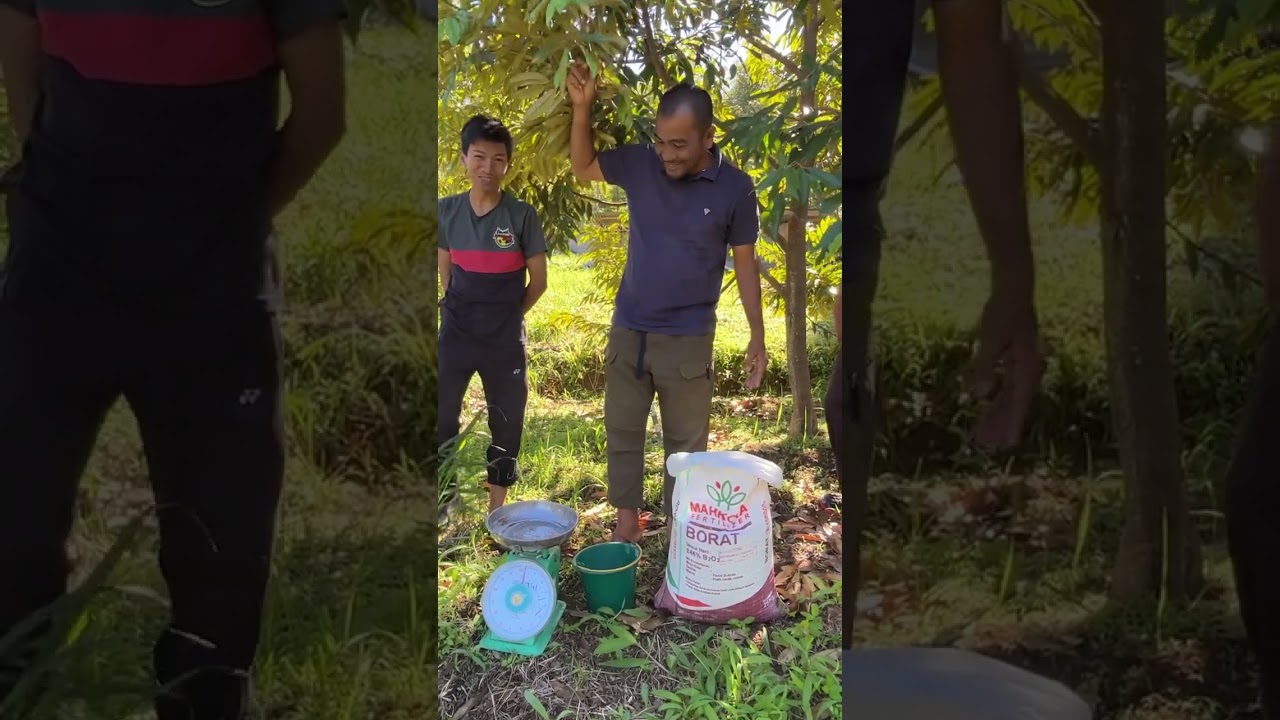 Pupuk untuk membantu mengurangi ke rontokan putik